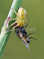Crab_Spider_with_Fly_2