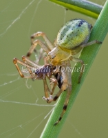 Crab_Spider_with_Spider