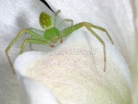 Crab_spider_2