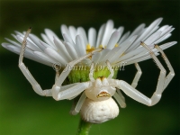 Crab_spider_3