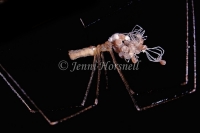 Daddy_Longlegs__Hatching_eggs