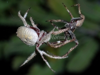 Garden_Orb_Weavers_male__female