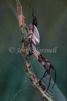 Golden_Orb_Weaver
