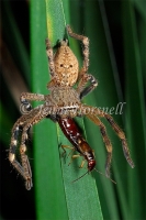 Huntsman_eating_Earwig