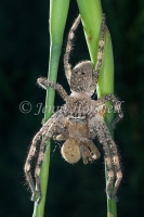 Huntsman_eating_Huntsman