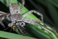Huntsman_with_Earwig