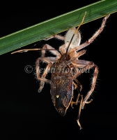 Huntsman_with_Shield_Bug