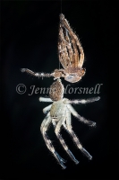 Huntsman_with_shed_skin