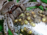 Huntsman_with_spiderlings