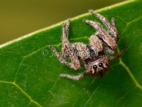 Jumping_Spider_2