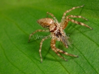 Jumping_Spider_3