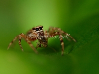 Jumping_Spider_4