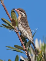 Spiny-cheeked Honeyeater - Acanthagenys rufogulari 1984