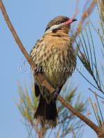 Spiny-cheeked Honeyeater - Acanthagenys rufogulari 3624