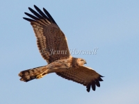 Spotted Harrier - Circus assimilis 5798