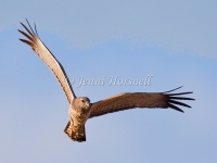 Spotted Harrier - Circus assimilis 5813