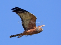 Spotted Harrier - Circus assimilis 6214