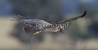 Spotted Harrier - Circus assimilis 7059