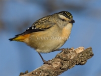 Spotted Pardalote - Pardalotus punctatus 0089