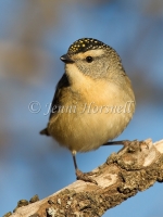 Spotted Pardalote - Pardalotus punctatus 0096