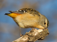 Spotted Pardalote - Pardalotus punctatus 0121