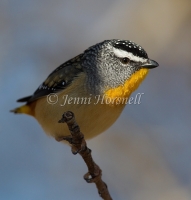 Spotted Pardalote - Pardalotus punctatus 0192