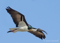 Straw-necked Ibis - Threskiornis spinicollis 9089
