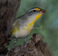 Striated Pardalote - Pardalotus striatus 1890