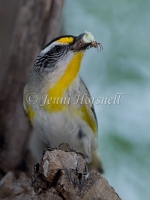 Striated Pardalote - Pardalotus striatus 2410