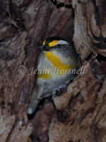 Striated Pardalote - Pardalotus striatus 4853