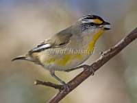 Striated Pardalote - Pardalotus striatus  4921