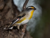 Striated Pardalote - Pardalotus striatus 6089