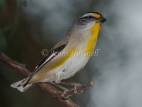 Striated Pardalote - Pardalotus striatus 6095