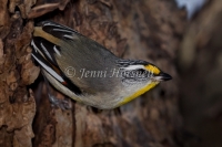 Striated Pardalote - Pardalotus striatus 6172
