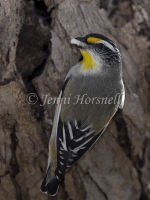 Striated Pardalote - Pardalotus striatus 7092