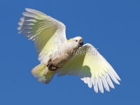 Sulphur-crested Cockatoo - Cacatua galerita 7736