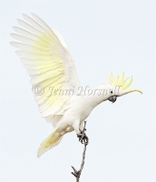 Sulphur-crested Cockatoo - Cacatua galerita 8106