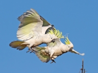 Sulphur-crested Cockatoo - Cacatua galerita 8596