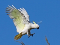 Sulphur-crested Cockatoo - Cacatua galerita 8958