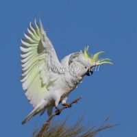 Sulphur-crested Cockatoo - Cacatua galerita 8980