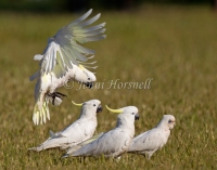Sulphur-crested Cockatoo - Cacatua galerita 9804