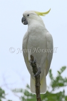 Sulphur-crested Cockatoo - Cacatua galerita 3032