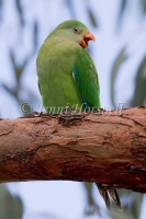 Superb Parrot - Polytelis swainsonii 2948