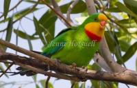 Superb Parrot - Polytelis swainsonii 2998