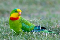 Superb Parrot - Polytelis swainsonii 3053