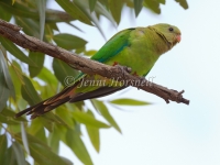 Superb Parrot - Polytelis swainsonii 3265