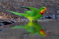 Superb Parrot - Polytelis swainsonii 9055