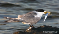 Crested Tern with fish