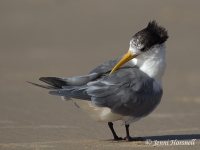 Terns 0668