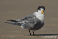 Terns 0672